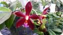 Phal. (mannii Dark x speciosa) Schwerte